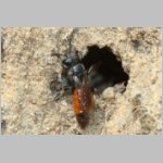 Sphecodes ephippius - Blutbiene w01b 8mm - Sandgrube Niedringhaussee det.jpg